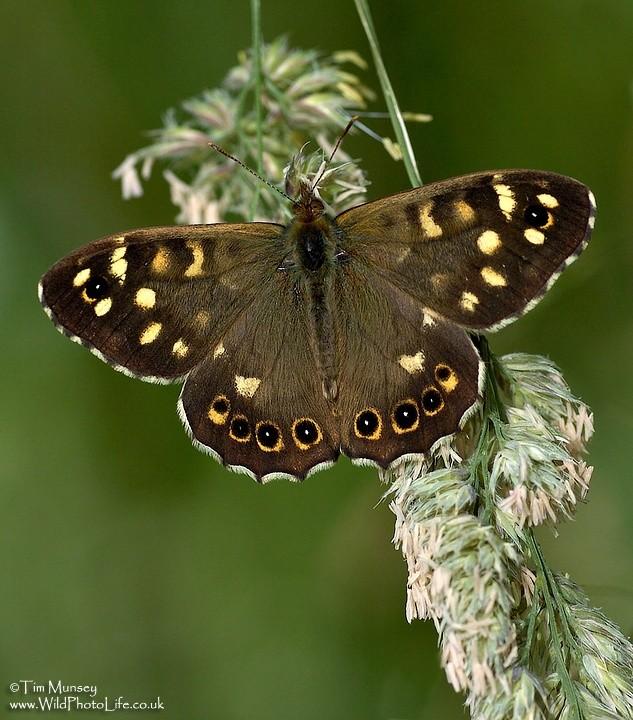 Speckled Wood 18_06_06.jpg